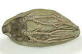 Fossil Crinoid (Pellecrinus) - Crawfordsville, Indiana #310205-1